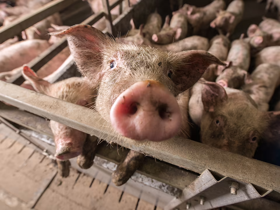 Massentierhaltung img